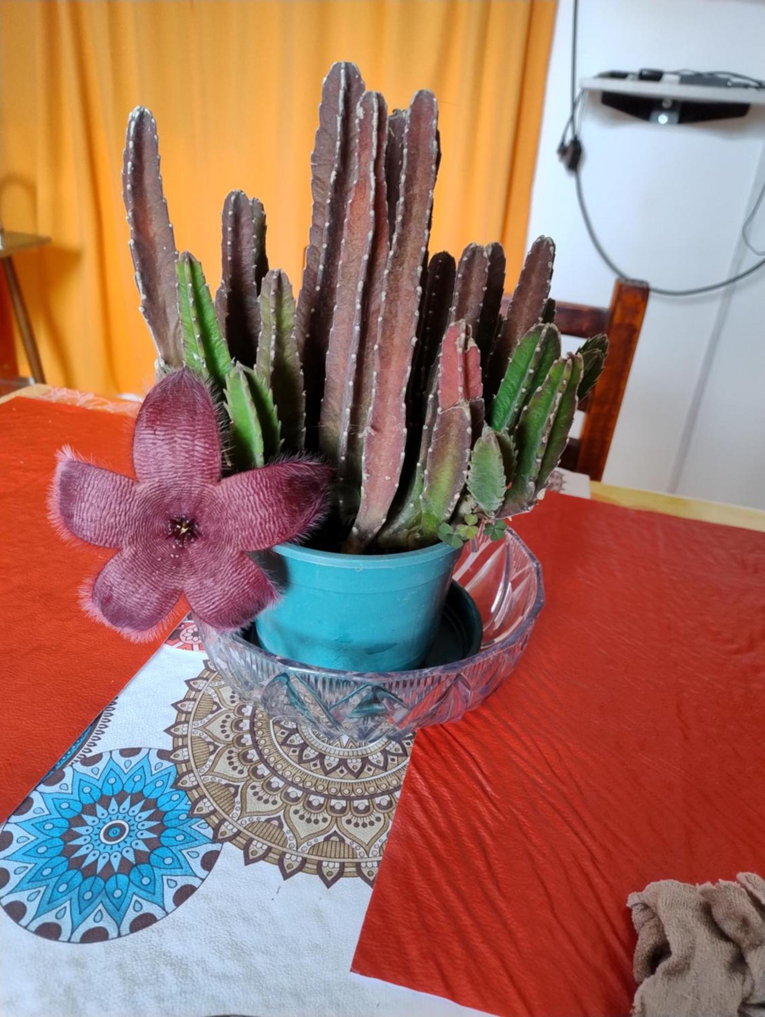 La Blanquita Victoria (Entre Rios)